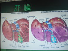 肝脏结构
