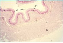 食管正常组织学图片