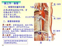 食管的狭窄