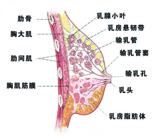 乳腺增生