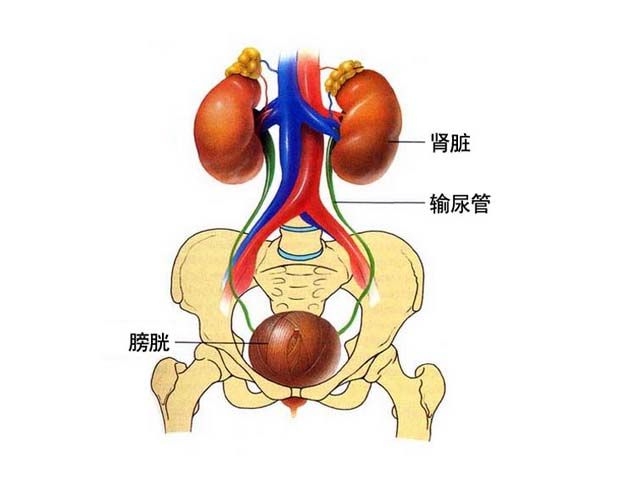 泌尿外科介绍